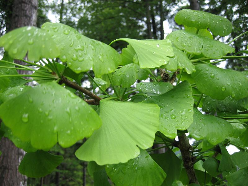 2010 06 20 B